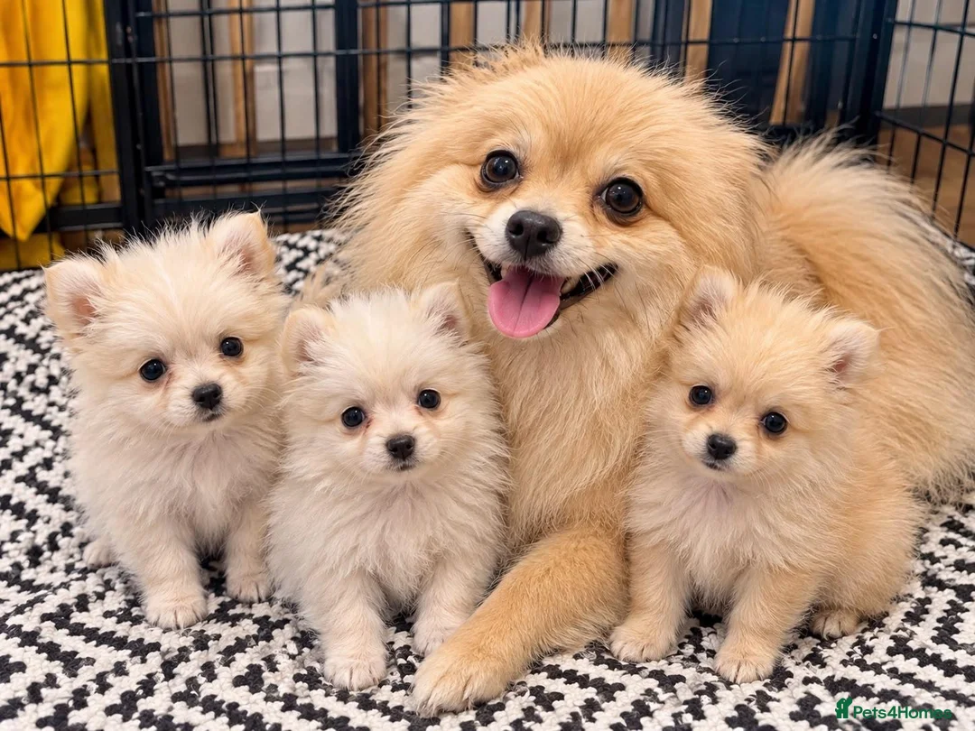 Pomeranian dogs for sale: Pomeranian puppies ready now  - Advert 1