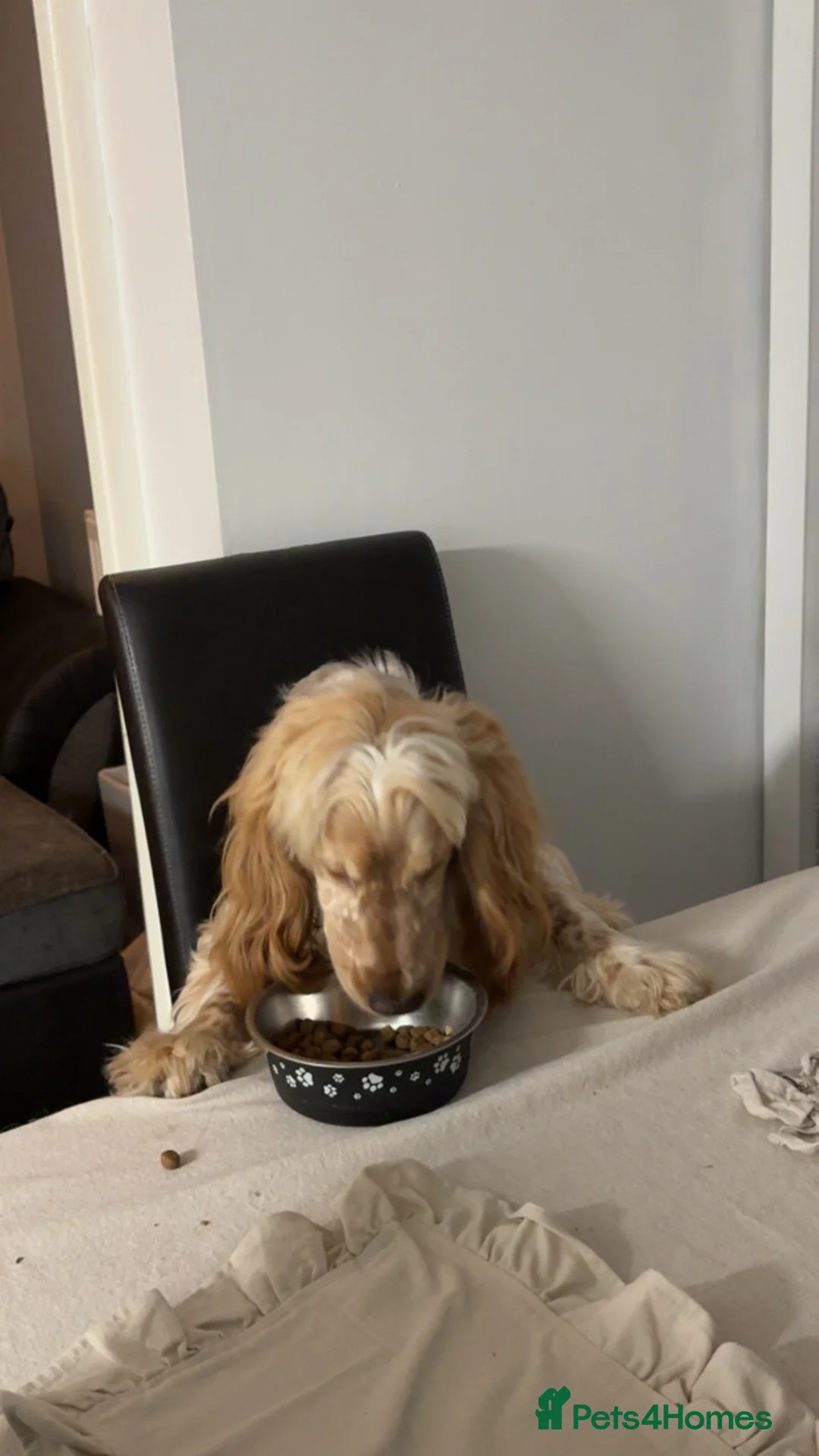 Cocker Spaniel dogs for sale: Oscar  - Advert 7