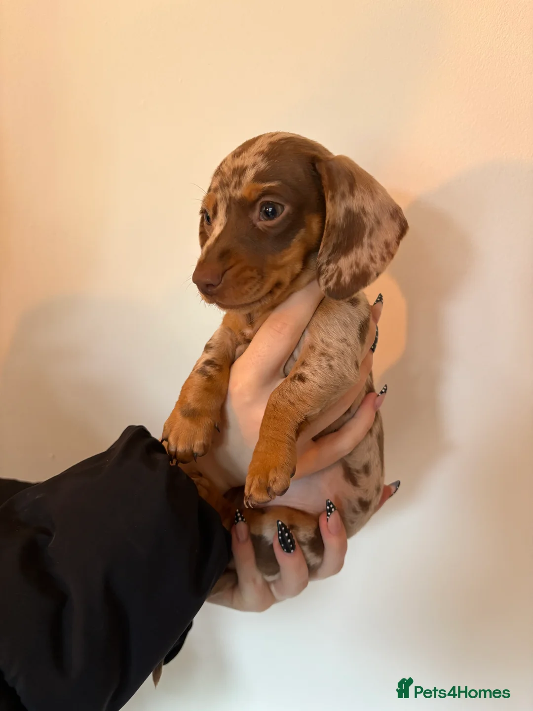 Miniature Dachshund dogs for sale: Perfect Miniature Dacshunds London/Kent - Advert 4