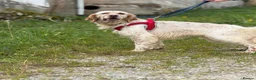 English Setter dogs for adoption: Oleo  - Advert 9