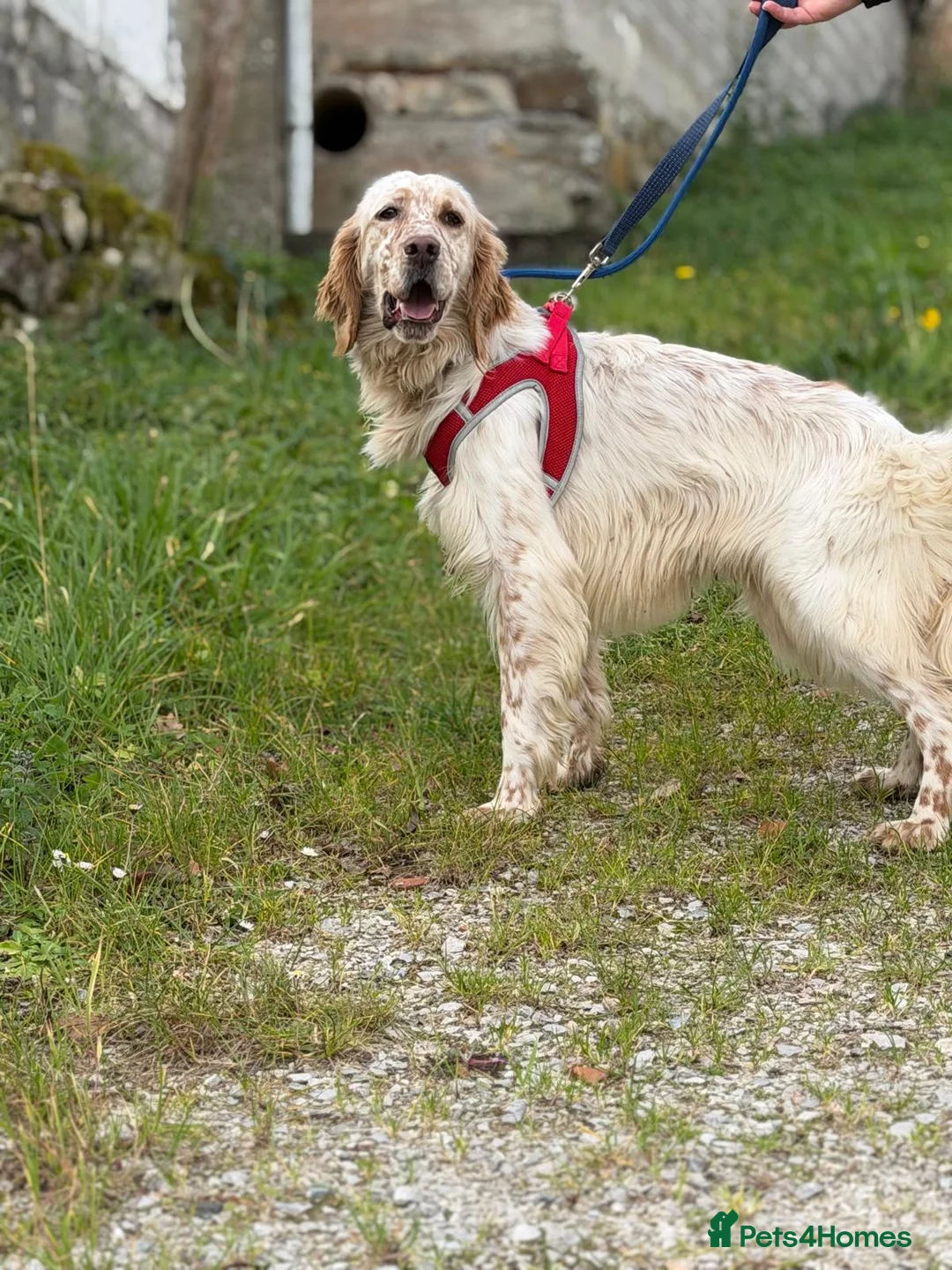 English Setter dogs for adoption: Oleo  - Advert 9