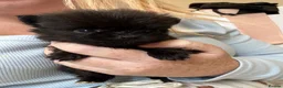 Pomeranian dogs for sale: Pomeranian puppies ❤️ - Advert 4
