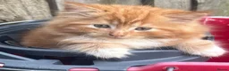 Mixed Breed cats for sale: Adorable ginger kitten for sale  - Advert 6