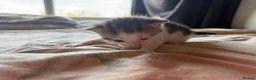 Domestic Shorthair cats for sale: Loving kittens looking for 5 ⭐ homes - Advert 3