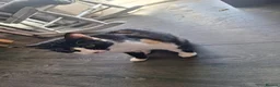 Mixed Breed cats for adoption: Rescue cat, beautiful Calico - Advert 4