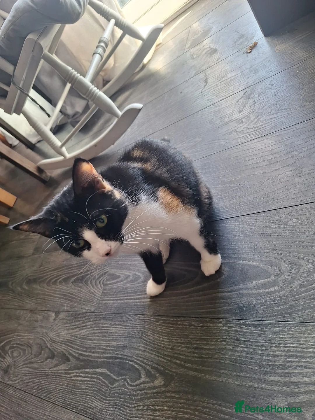 Mixed Breed cats for adoption: Rescue cat, beautiful Calico - Advert 4