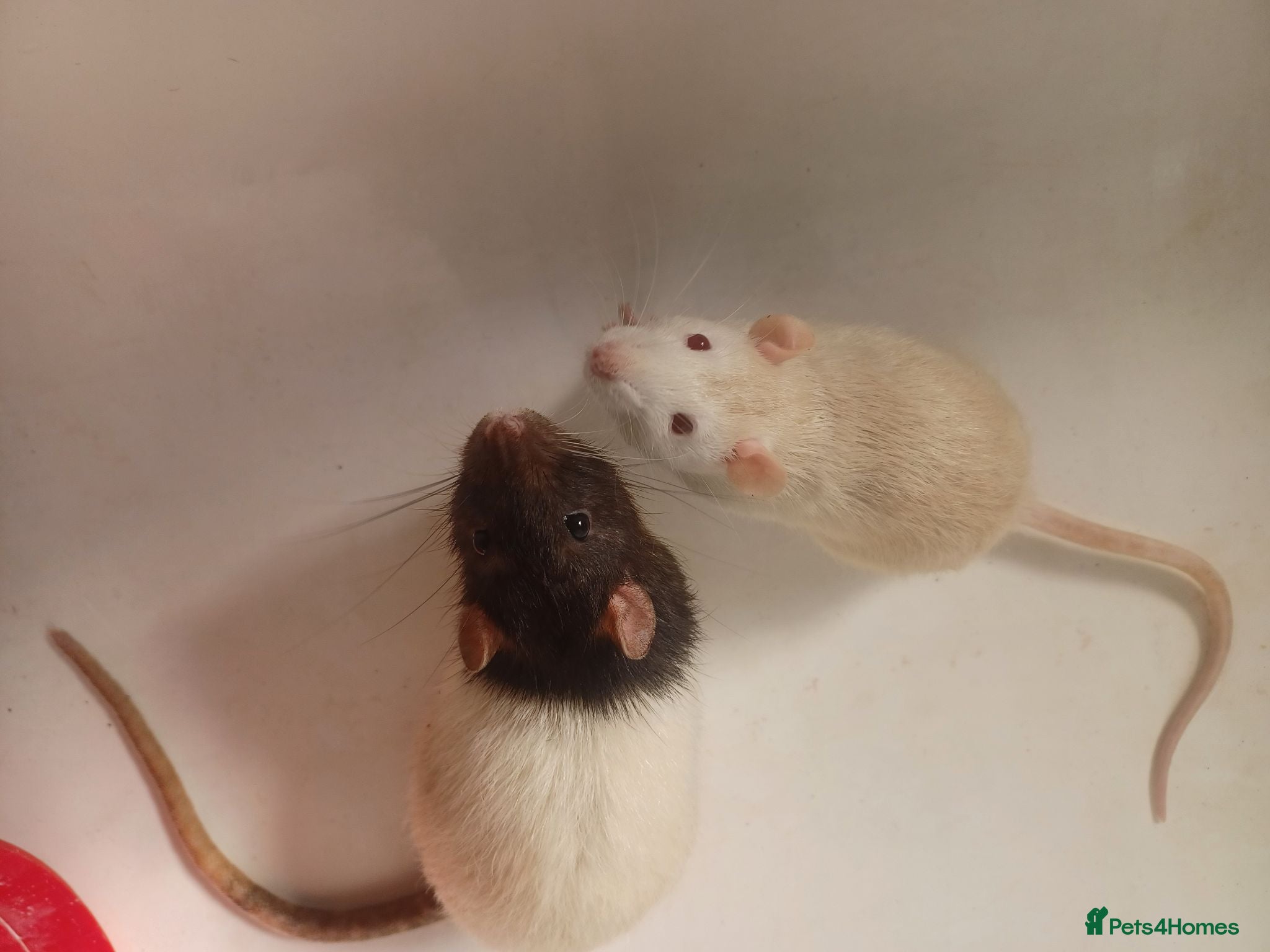 Rat rodents 3 male rats with cage - Advert 1