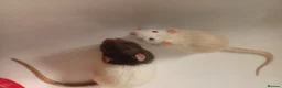 Rat rodents for sale: 3 male rats with cage - Advert 1