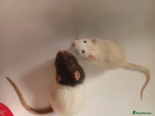 Rat rodents 3 male rats with cage - Advert 1