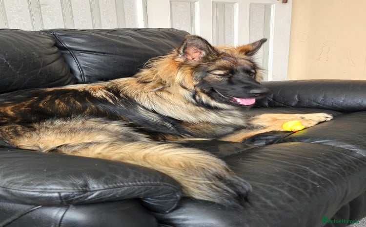 German Shepherd dogs - Advert 3