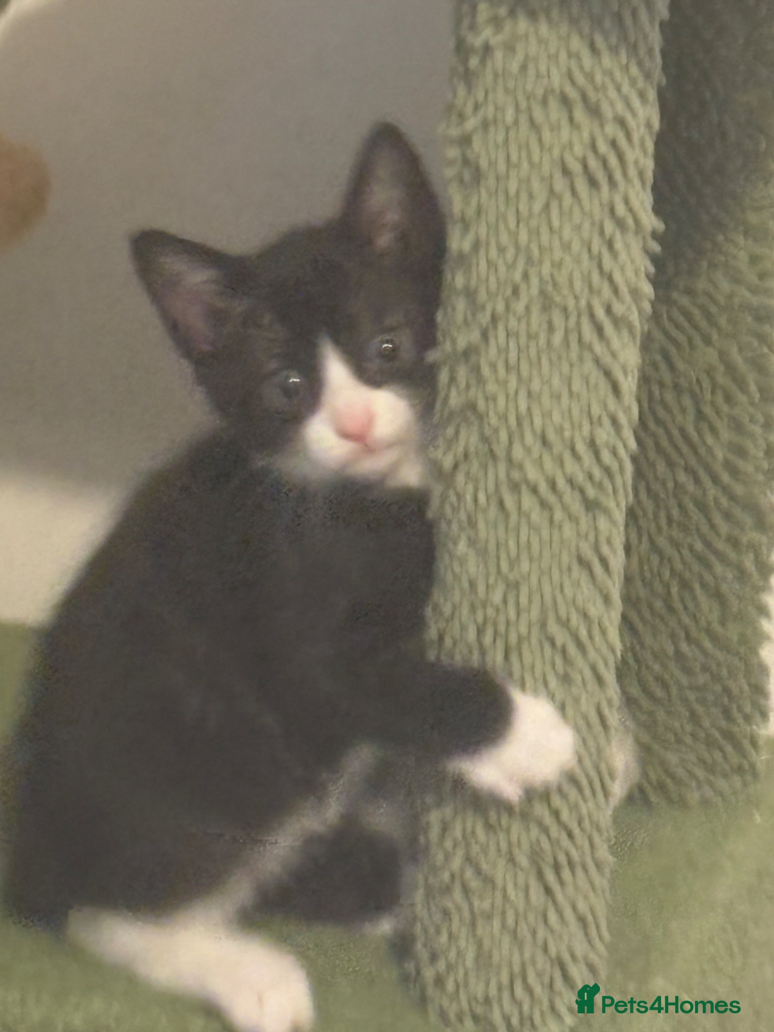 Mixed Breed cats Black and white male - Advert 1