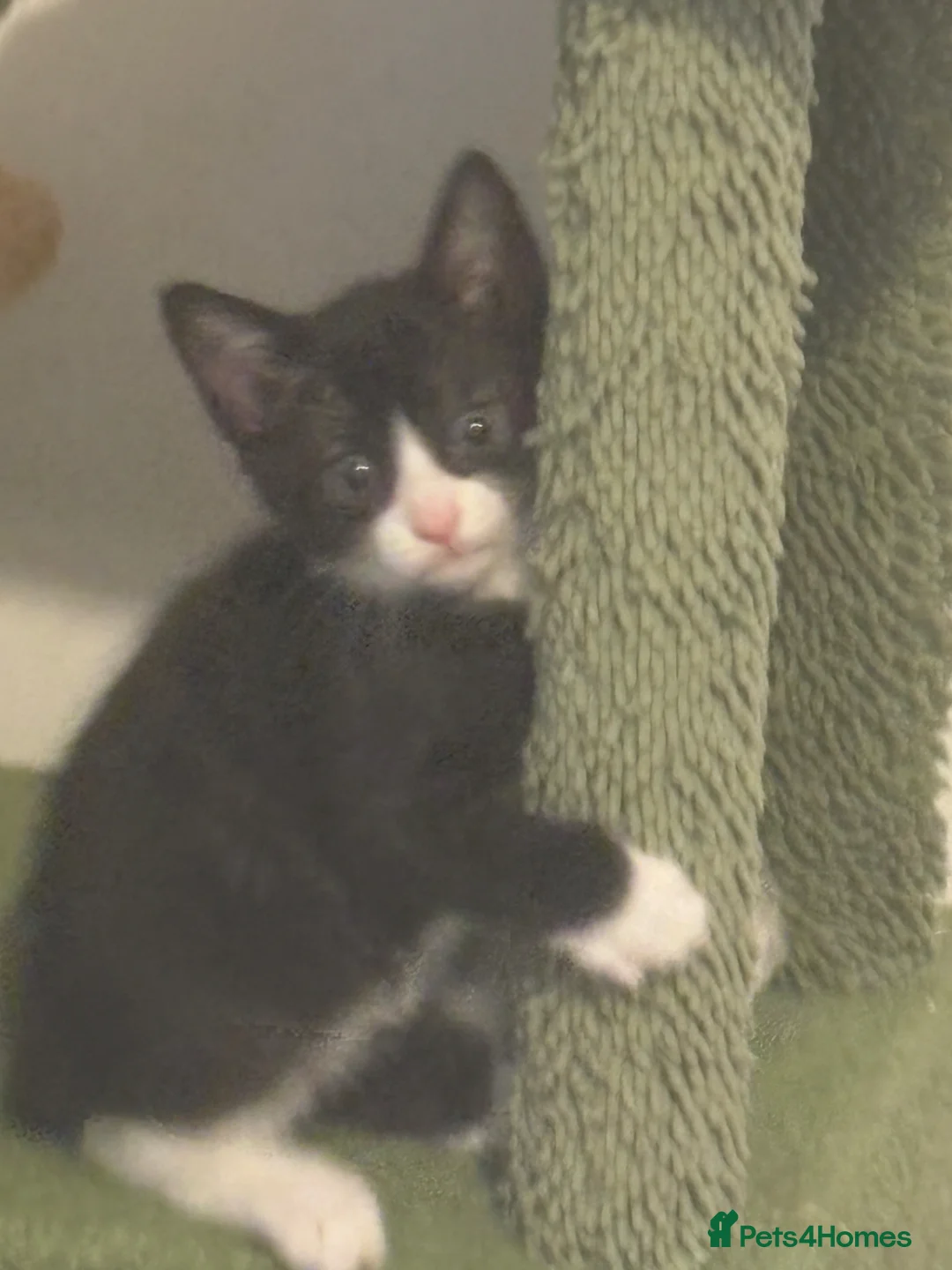 Mixed Breed cats for sale: Black and white male - Advert 1