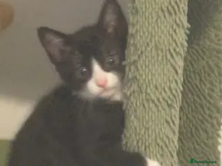 Mixed Breed cats Black and white male - Advert 1
