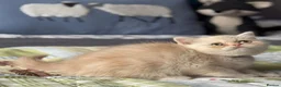 Exotic cats for sale: Gorgeous cream exotic shorthair  - Advert 10