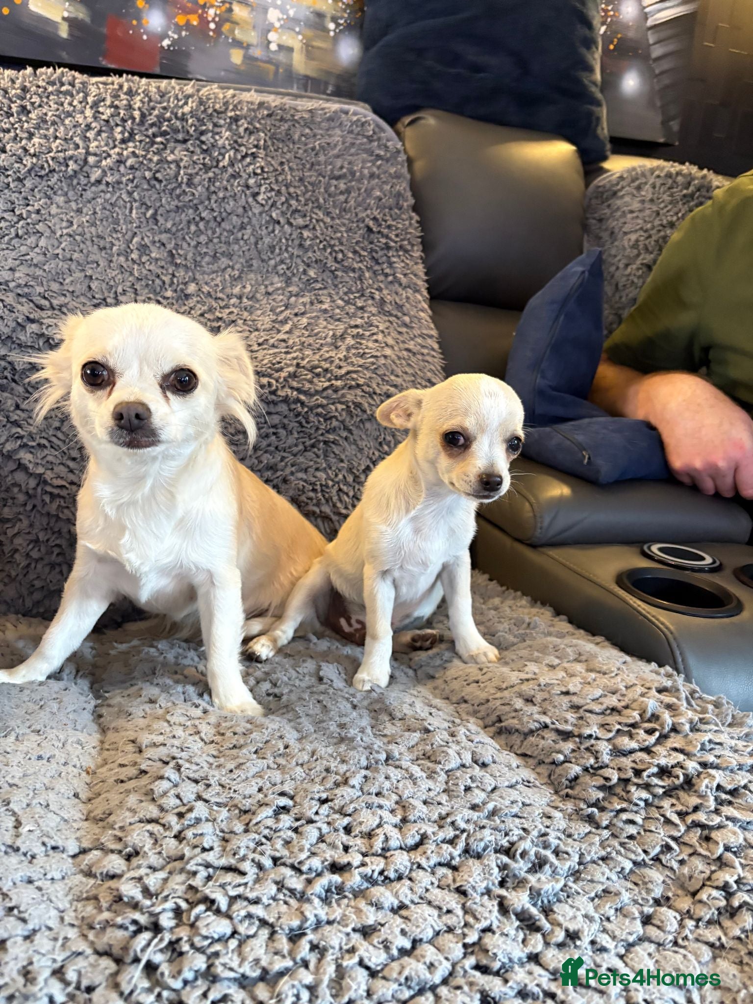 Chihuahua dogs 4 smooth coat apple head Chihuahua puppies - Advert 2