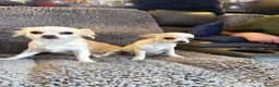 Chihuahua dogs for sale: 4 smooth coat apple head Chihuahua puppies - Advert 2