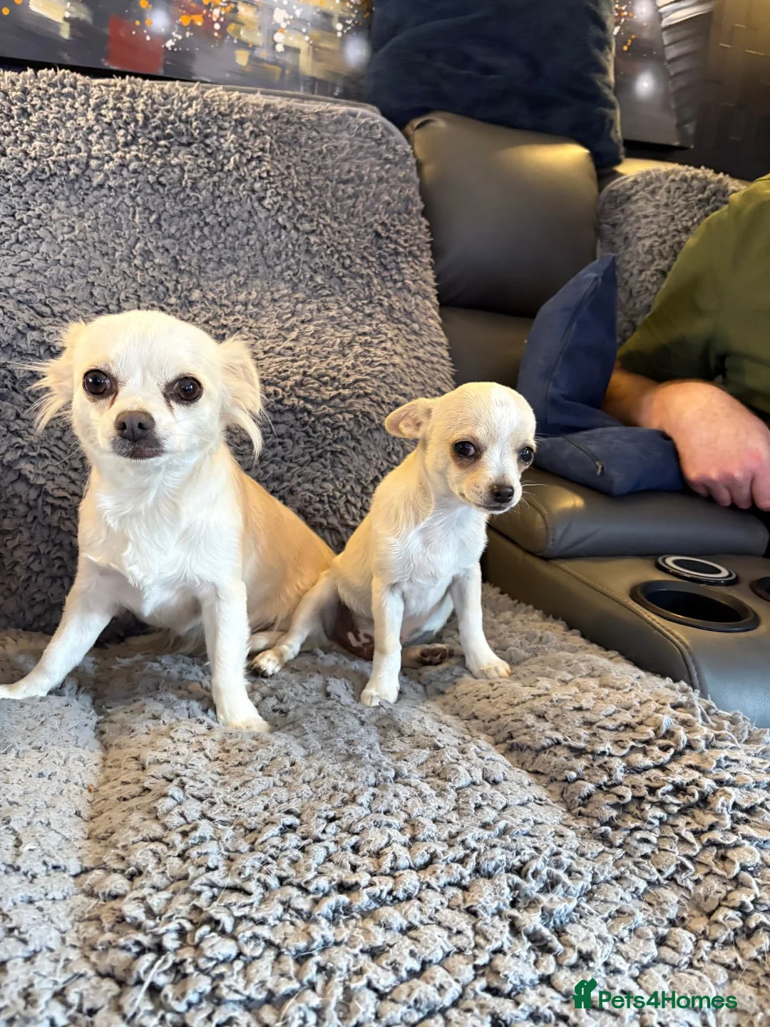 Chihuahua dogs for sale: 4 smooth coat apple head Chihuahua puppies - Advert 2