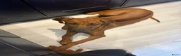 Rhodesian Ridgeback dogs for sale: Beautiful Boy 6 months Pure breed in London - Advert 3