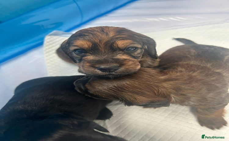 Mixed Breed dogs - Advert 1