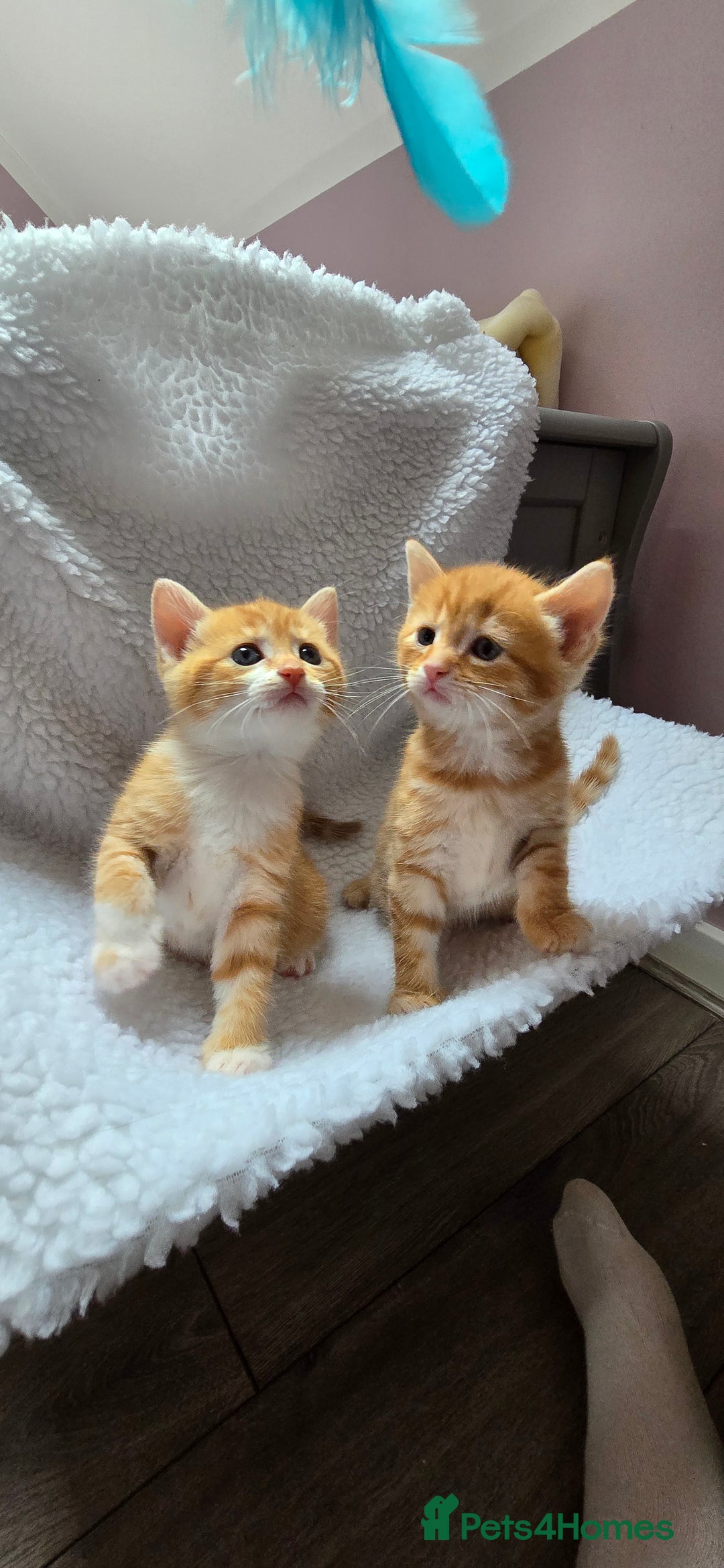Mixed Breed cats for sale: Adorable Tabby Kittens 🐾 - Image 18