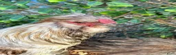 Chickens poultry for sale: Silver Partridge Silkies - Advert 3