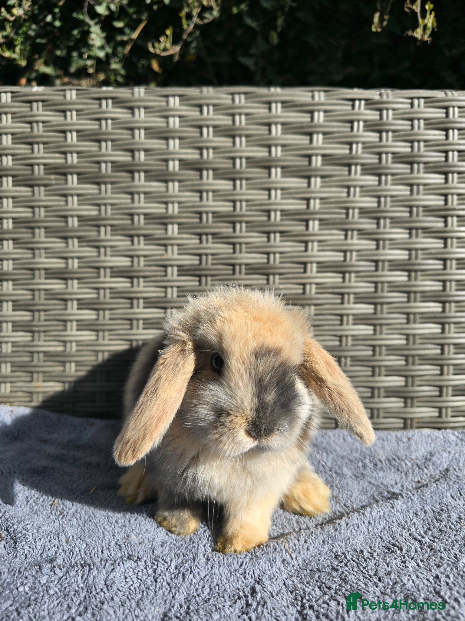 Mini Lop rabbits Mini lops *Ready 20.4.26* - Advert 11