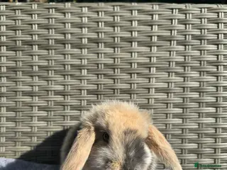 Mini Lop rabbits Mini lops *Ready 20.4.26* - Advert 11