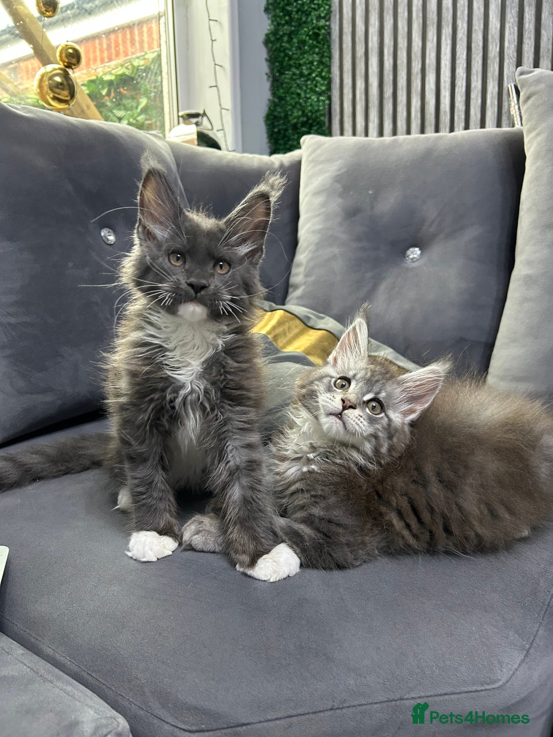 Maine Coon cats for sale: Maine Coon kitten  - Image 7