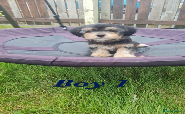 Shorkie dogs - Advert 1
