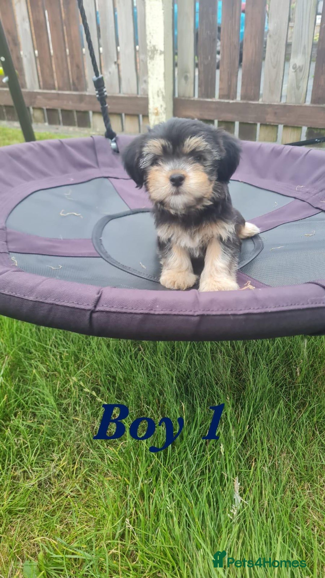 Shorkie dogs for sale: 4 beautiful shorkie pups fully vaccinated  - Image 1