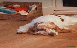 Cocker Spaniel dogs for sale: Lovely girl for rehome  - Image 5