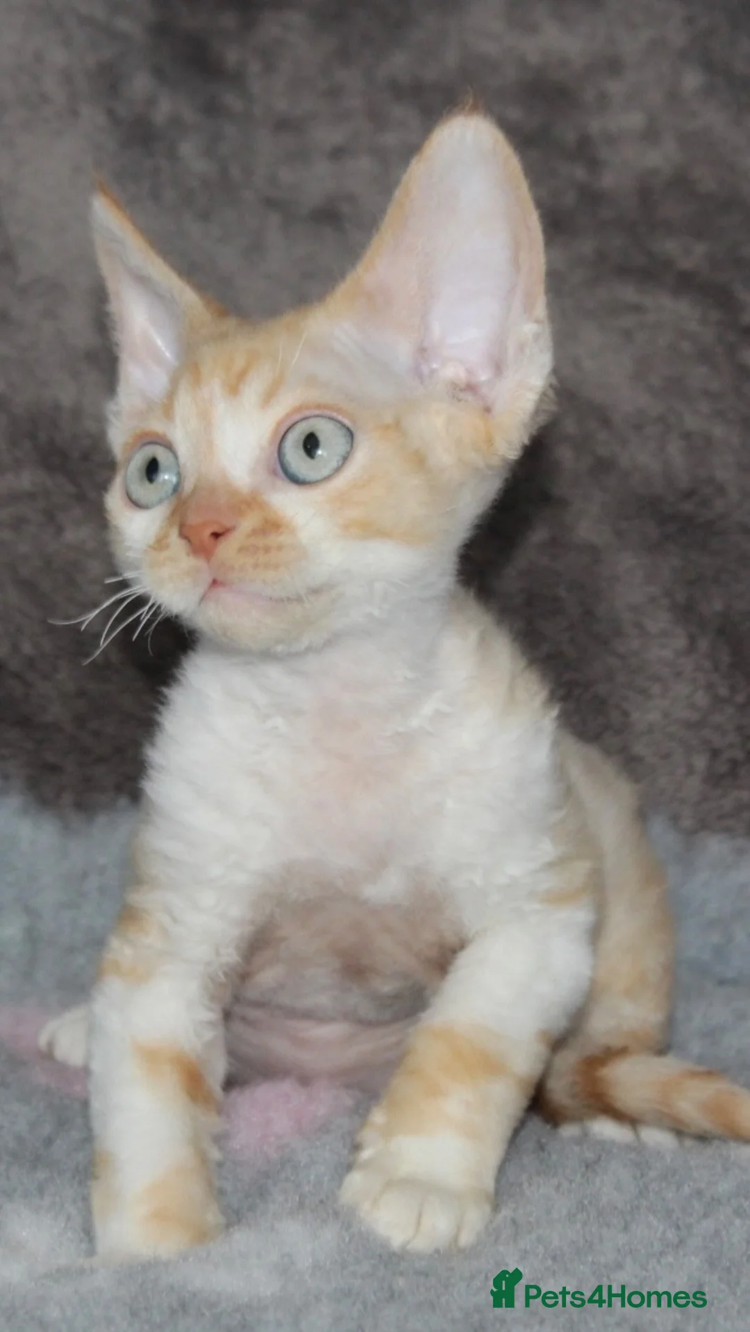 Devon Rex cats for sale: GCCF Ch lines Devon Rex - Advert 14