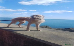Lurcher dogs for stud: Dog for stud - Image 5