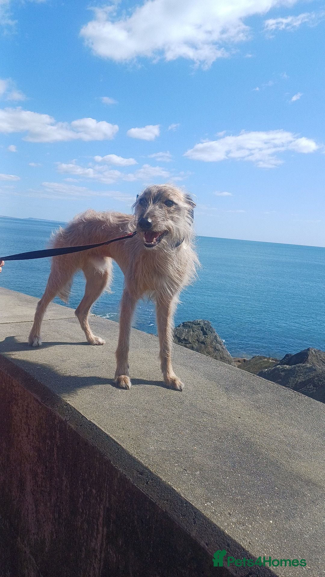 Lurcher dogs for stud: Dog for stud - Image 5