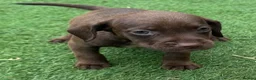 Mixed Breed dogs for sale: Patterdale cross spaniel - Advert 15