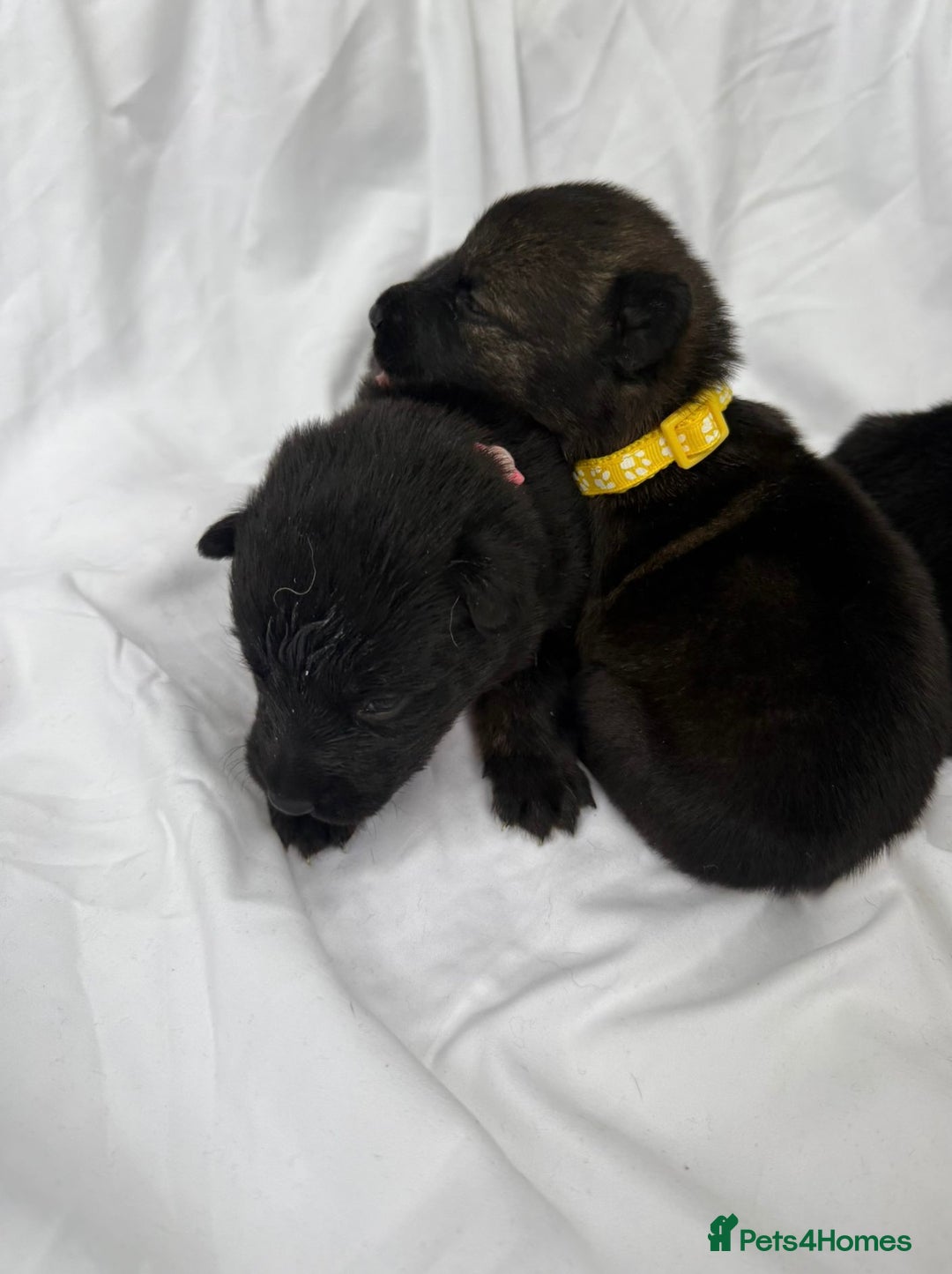 German Shepherd dogs for sale: German Shepherd Puppies - exceptional bloodline  - Image 6