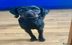 Labradoodle dogs for sale: Oscar - Labradoodle - Image 8