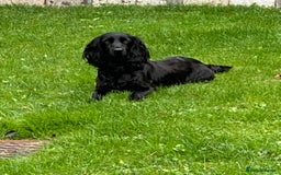 Cockapoo dogs for sale: F1 Cockapoo red and  Black  - Image 13