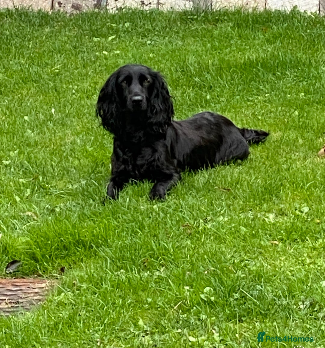 Cockapoo dogs for sale: F1 Cockapoo red and  Black  - Image 13