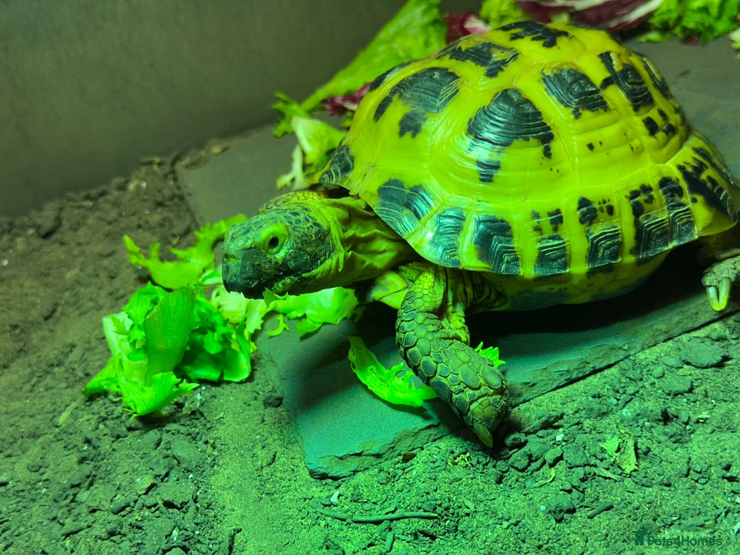 Tortoise reptiles for sale: Rehoming Reuben full set up included in price  - Image 2