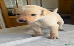 Labrador Retriever dogs for sale: Working/Active Pet - Image 18