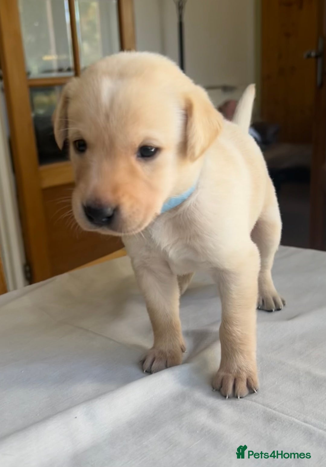 Labrador Retriever dogs for sale: Working/Active Pet - Image 18