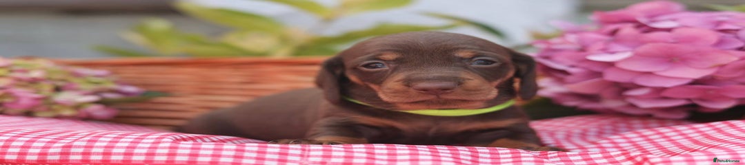 Dachshund Puppy 3