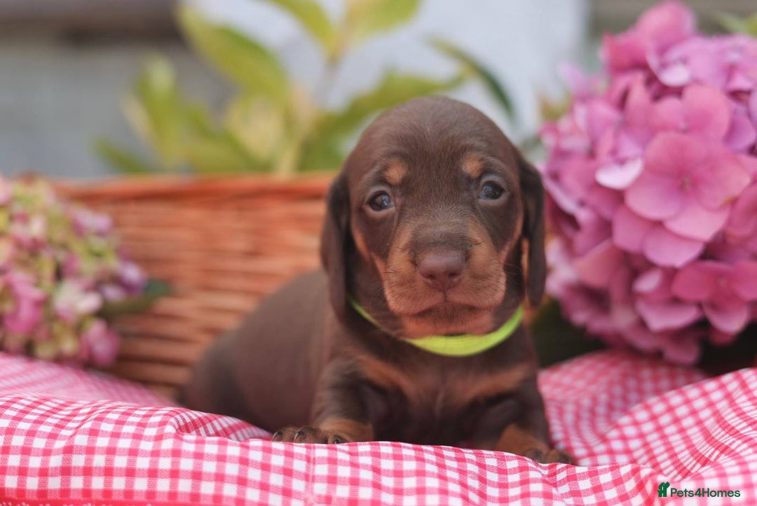 Dachshund dogs for sale: KC Miniature dachshunds puppies  - Image 11