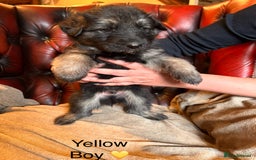 German Shepherd dogs for sale: Long-Haired Straight Back German Shepherd Puppies - Image 6