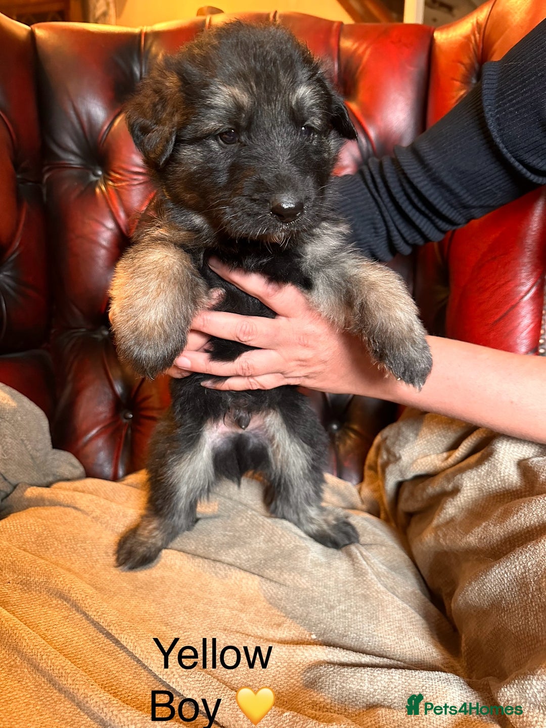 German Shepherd dogs for sale: Long-Haired Straight Back German Shepherd Puppies - Image 6