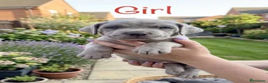 Cane Corso Girl 5