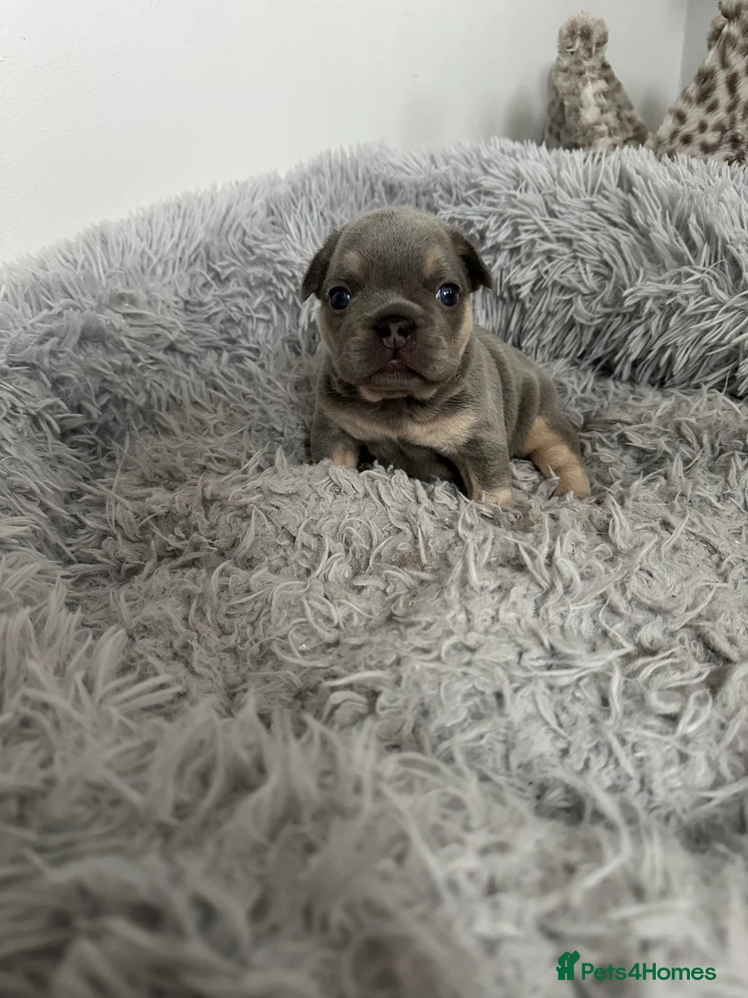 French Bulldog dogs for sale: 2 stunning boys left  in Newcastle upon Tyne - Advert 2