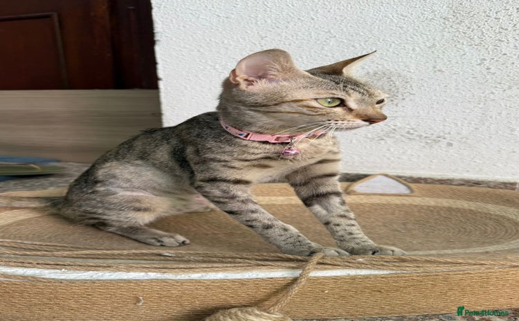 Mixed Breed cats - Advert 4