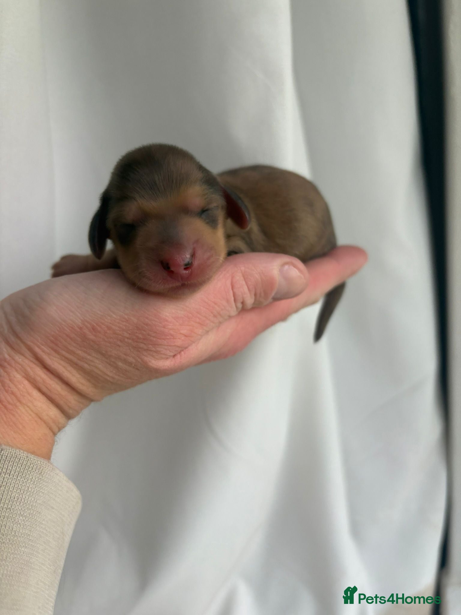 Miniature Dachshund dogs Miniature longhaired dachshunds PRA clear - Advert 3